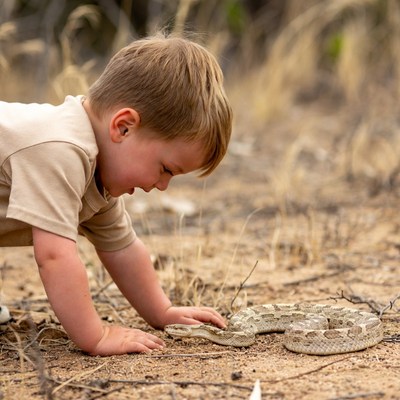 Boy touching puff adder snake