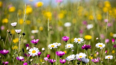 Colorful Wildflower Meadow Daisies