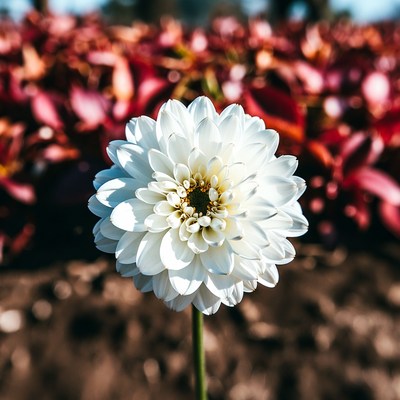 White Daisy Flower with Red Bokeh Background