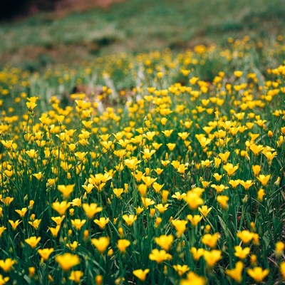 Yellow Flowers on Grassy Hillside