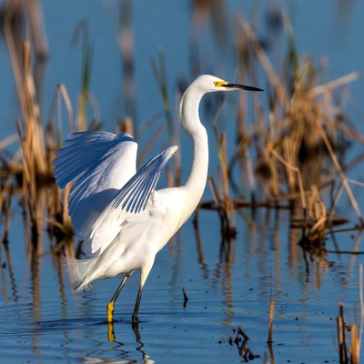 Snowy Egret Spreading Wings in Marsh