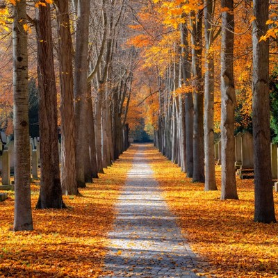 Autumn Tree-Lined Path in Cemetery