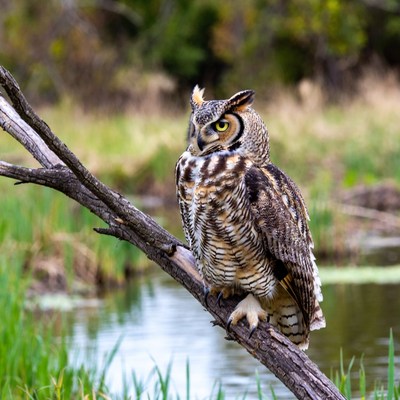 Great Horned Owl on Tree Branch