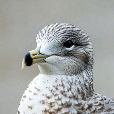 Striped gull close-up portrait