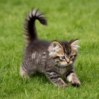 Kitten playing on green grass