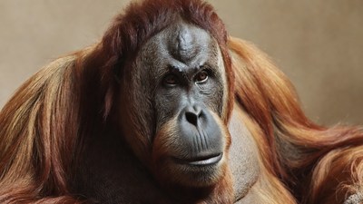 Close-up of orangutan face