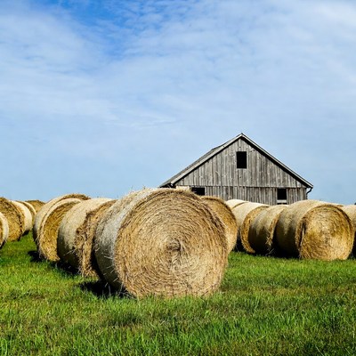 Hay bales in field by barn