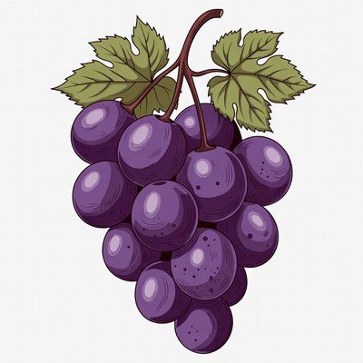 Purple grape bunch illustration