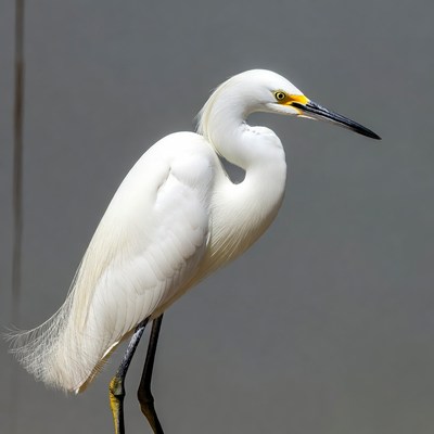 White egret standing on gray background
