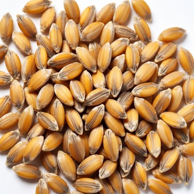 Pile of Wheat Grains