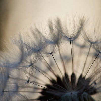 Closeup of dandelion with seeds