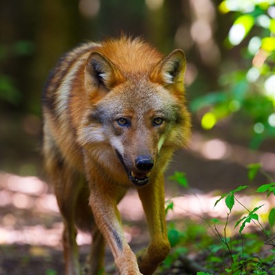 Red fox walking in forest