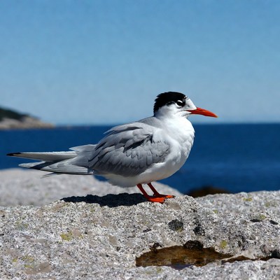 Gull on rocky shore by ocean