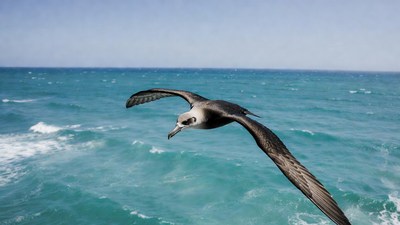 Black-browed Albatross Flying over Ocean