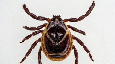 Blacklegged Tick on White Background