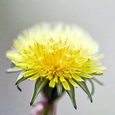 Closeup of fluffy yellow dandelion