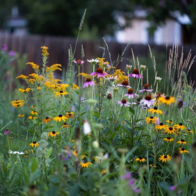 Colorful Coneflowers and Goldenrod in Garden