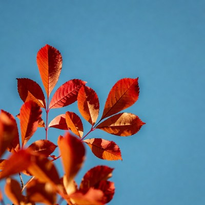 Red Autumn Leaves on Blue Sky