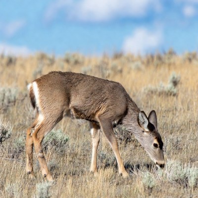 Mule deer fawn grazing in field