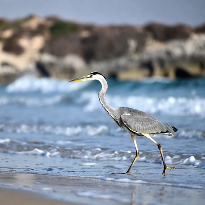 Grey Heron Walking Beach Shore