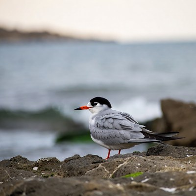 Caspian Tern on Rocky Beach