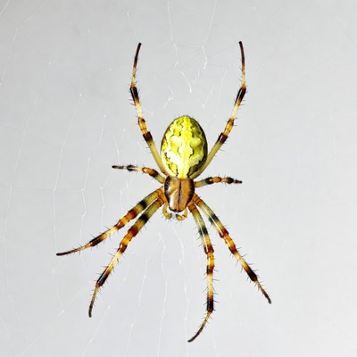 Green orb weaver spider on web