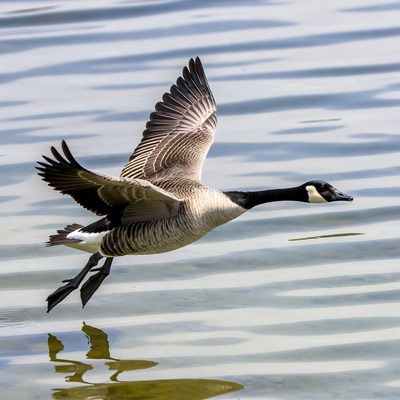 Canada Goose Flying Over Water