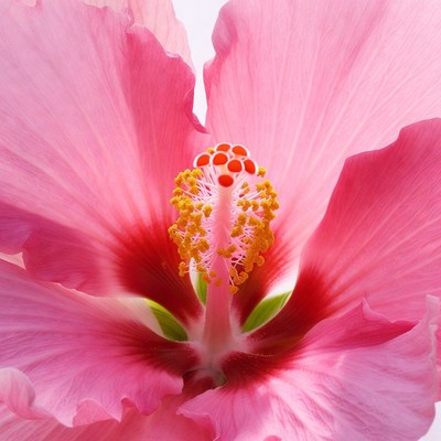 Pink Hibiscus Flower Closeup