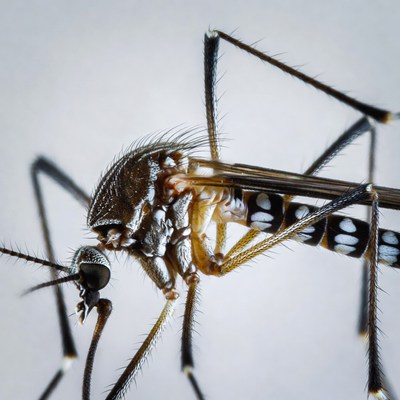 Closeup of striped mosquito