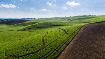 Aerial view of terraced green tea fields