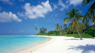 Tropical beach with palm trees