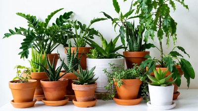 Assortment of potted houseplants