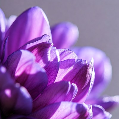 Purple Chrysanthemum Flower Closeup