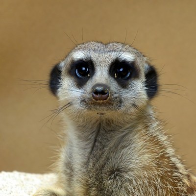 Meerkat staring with big eyes