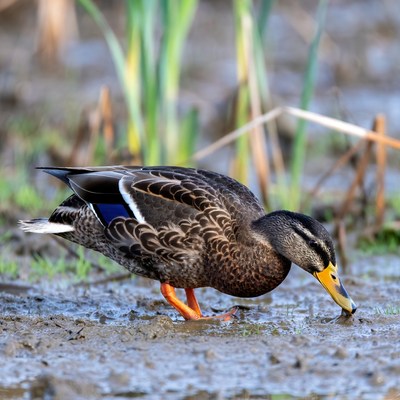 Mallard duck foraging in muddy water
