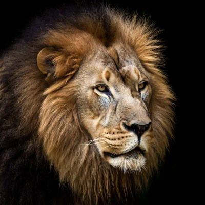 Majestic lion close-up portrait