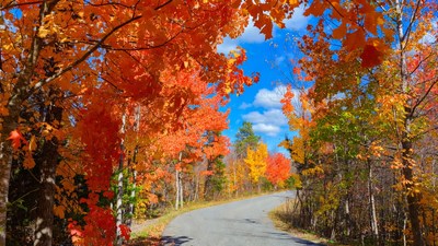 Winding road through autumn forest