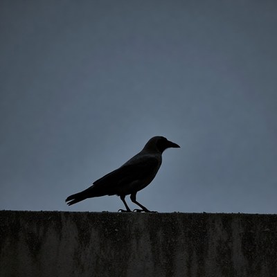 Silhouette of crow on wall