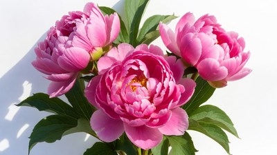 Pink peony flowers bouquet