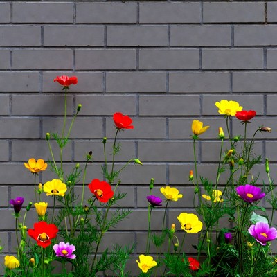 Colorful Flowers Against Gray Brick Wall