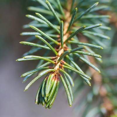 Close-up of fir tree branch