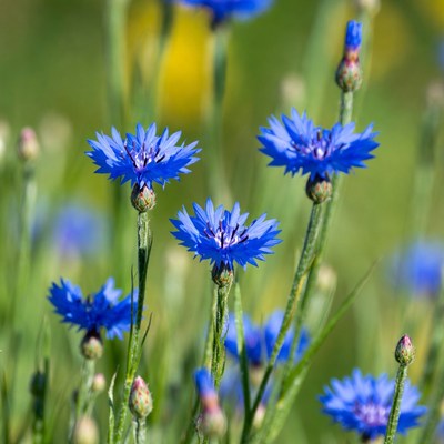 Blue Cornflowers in Green Meadow