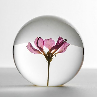 Pink flower inside glass sphere
