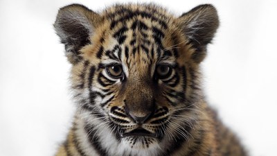 Close-up of cute tiger cub