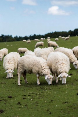 Herd of white sheep grazing grass