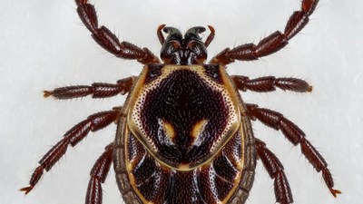 Close-up of brown tick