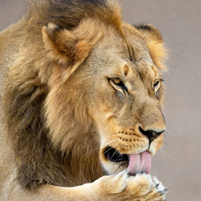 Lion licking paw