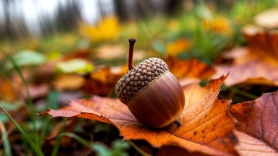 Acorn on autumn leaf