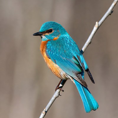 Blue-throated Bee-eater Perched on Branch