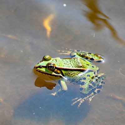 Green tree frog in shallow water